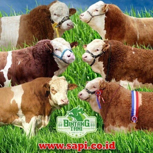 Ring Bull - Cincin Ring Untuk Hidung Pada Sapi Atau Kerbau