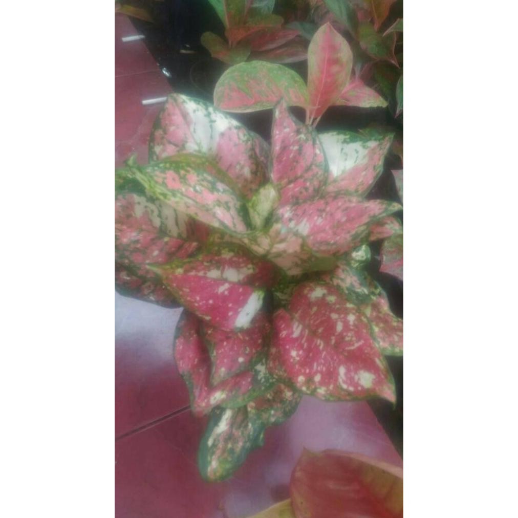 [Bayar Di Tempat] Aglaonema Dud Tri Colour