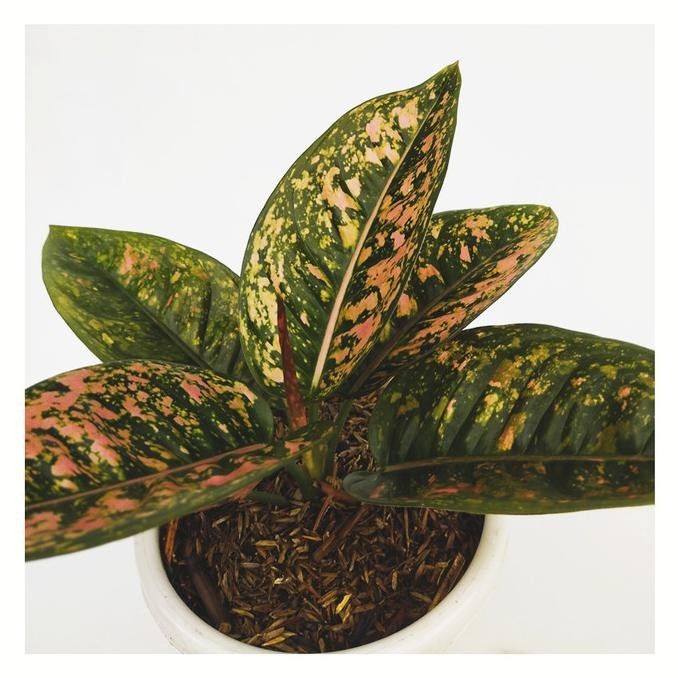 [Promo] Aglaonema Ruby Compacta - Tanaman Hias Koleksi / Aglonema