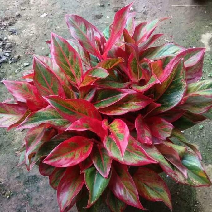 [Bisa Cod] Paket 4 Bibit Aglonema Tree Color, Sb, Pink Sunset, Audry Anakan