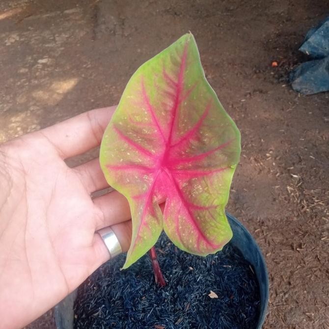 [Baru] Tanaman Hias Caladium Tears Of The Sun