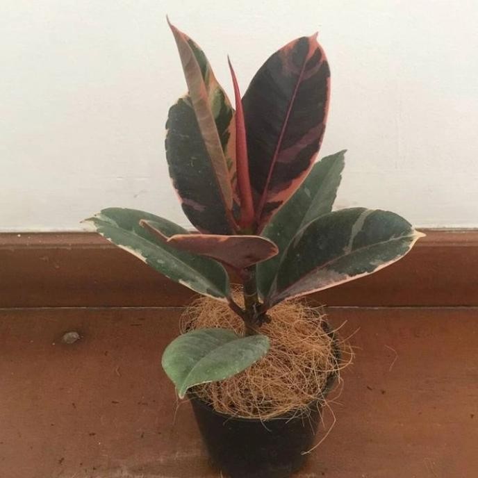 [Baru] Tanaman Hias Ficus Elastica Ruby / Ficus Ruby