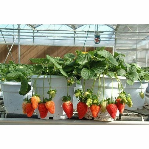 Bibit Buah Strawberry Korea - Strawberry Nyoho - Bibit Import