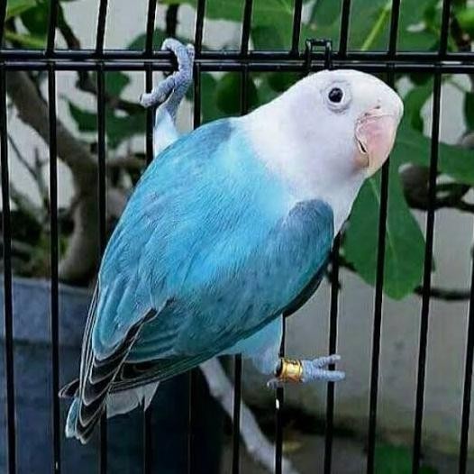 Lovebird Biola Blue/Lovebird Biola/Burung Lovebird Biola Kios Joann