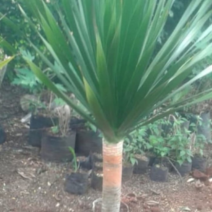 PromoPohon Pandan Bali 1 Meter/Pandan Bali