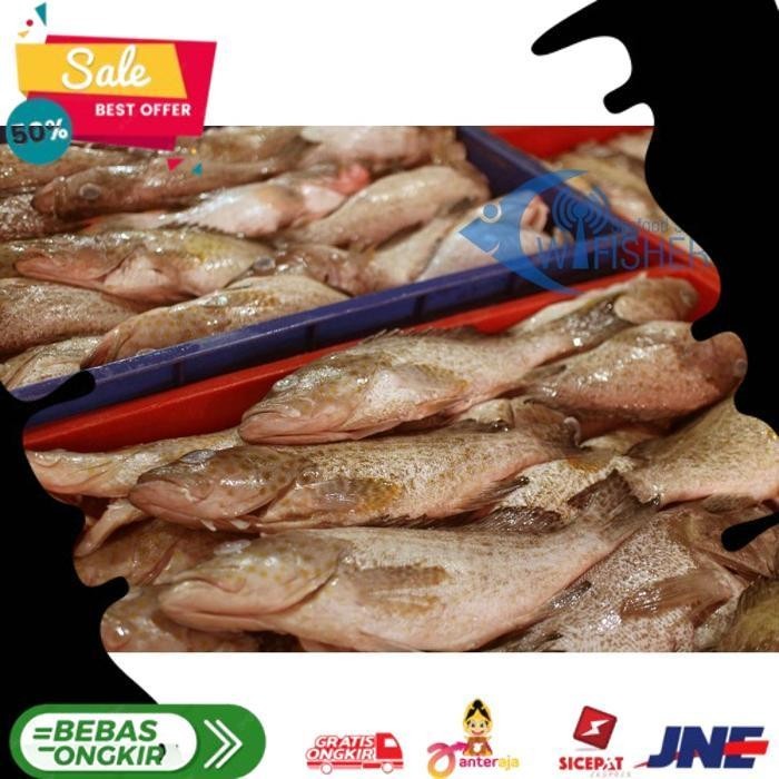 

IKAN KERAPU UTUH BERSIH - GROUPER WGGS ALISUP