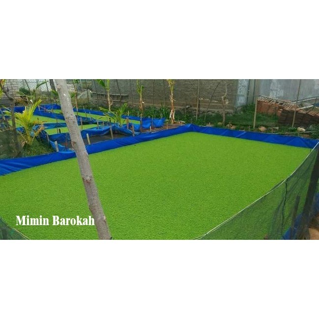 SALE RUMPUT AZOLLA / BIBIT AZOLLA PAKAN/BENIH AZOLA MICROPHYLA 100 GRAM