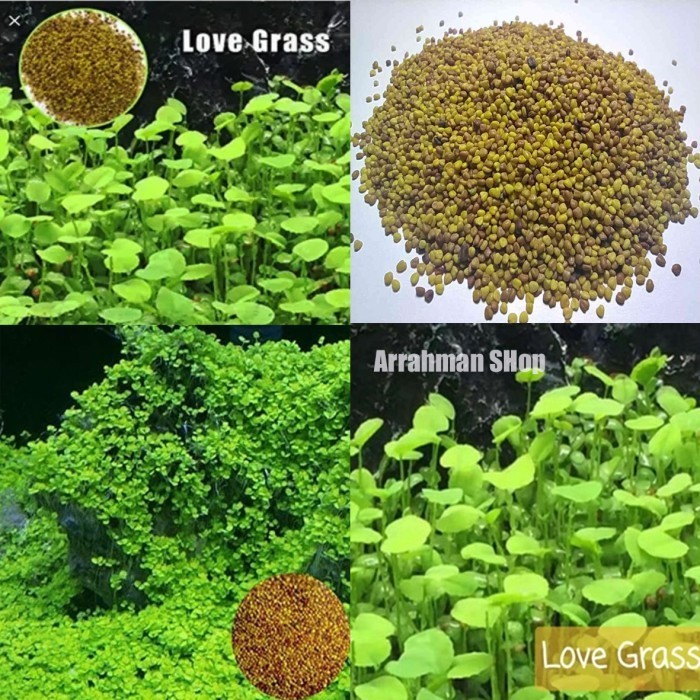 SALE BENIH LOVE GRASS BIBIT BENIH TANAMAN RUMPUT AIR SEED AQUASCAPE AQUARIUM TANAMAN AIR AQUASCAPE
