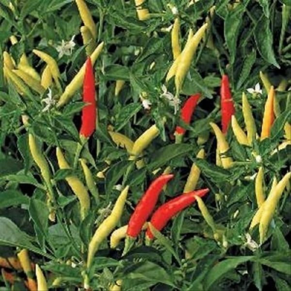 SALE 25 BIJI - BENIH BIBIT CABE LENTERA RAWIT PUTIH SETAN F1 UNGGUL