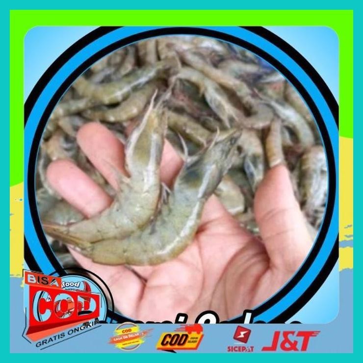 

UDANG PANAMI TANGGUNG SEGAR 1KG ALISUP