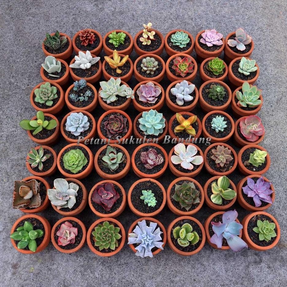 Paket Kaktus 50 Jenis Sukulen Sekulen Ni Dekorasi Tanaman Taman Bunga Hias Hidup *Bukan Artificial