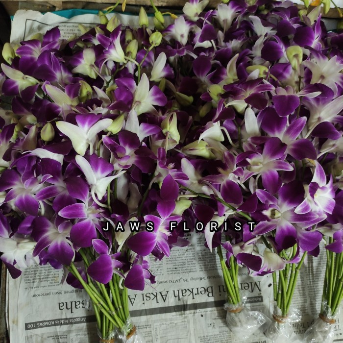 OBRAL bunga anggrek Dendrobium