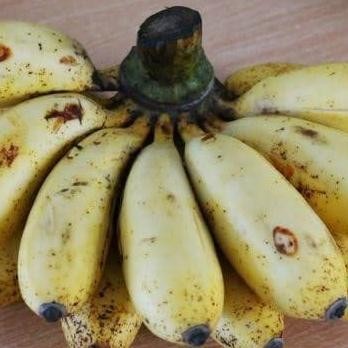 Bibit Pohon Pisang Raja Sereh / Buah Pisang Raja TOS