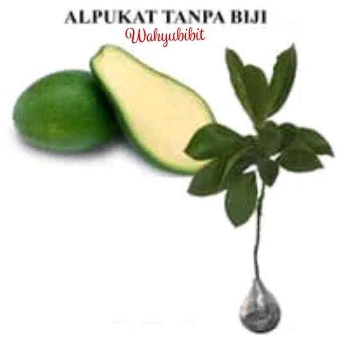bibit tanaman buah apukat tanpa biji okulasi benih pohon di dalam pot TOS