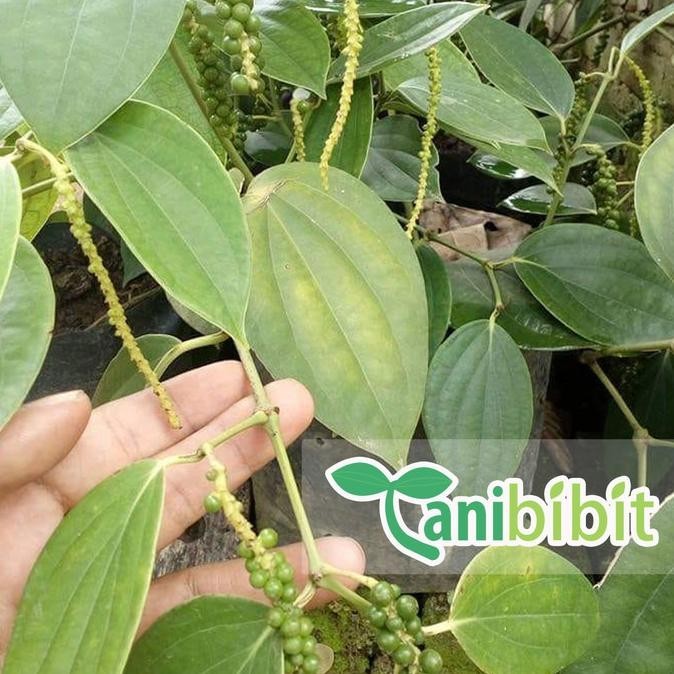 Bibit Pohon Lada Perdu - Tanaman Buah Lada Perdu - Tanaman Merica TOS