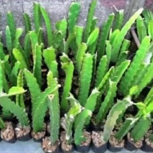 Pohon buah naga/ Bibit pohon buah naga TOS