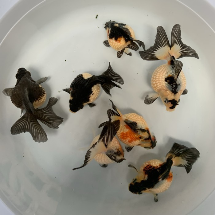 IKAN HIAS MAS KOKI GOLDFISH MUTIARA PANDA PEARLSCALE CHINA MIZUHO