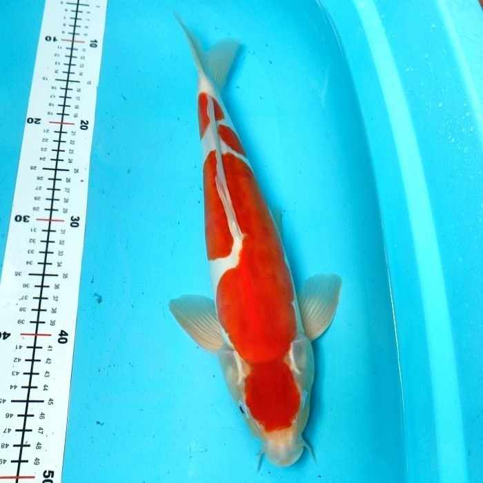 IKAN KOI BLITAR KOHAKU DOITSU 40BU BULKY CALON JUMBO