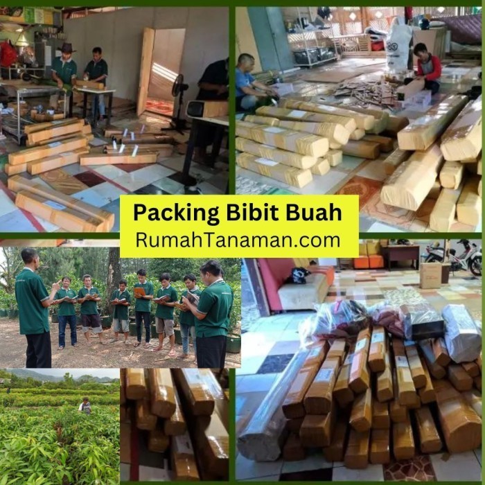 100% NEW BIBIT JAMBU JAMAIKA ASLI BERGARANSI, POHON JAMBU BOL JAMAIKA SUPER TOP PRODUK