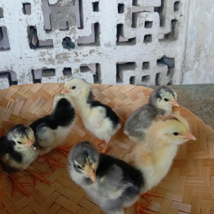 Ready anakan ayam Bangkok pakhoy usia 1bln - 2bln