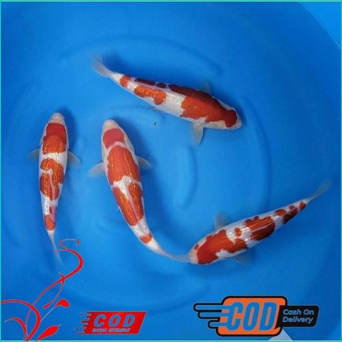 

BISMILLAH KOI KOHAKU GRADE A UKURAN 20-25CM ALISUP