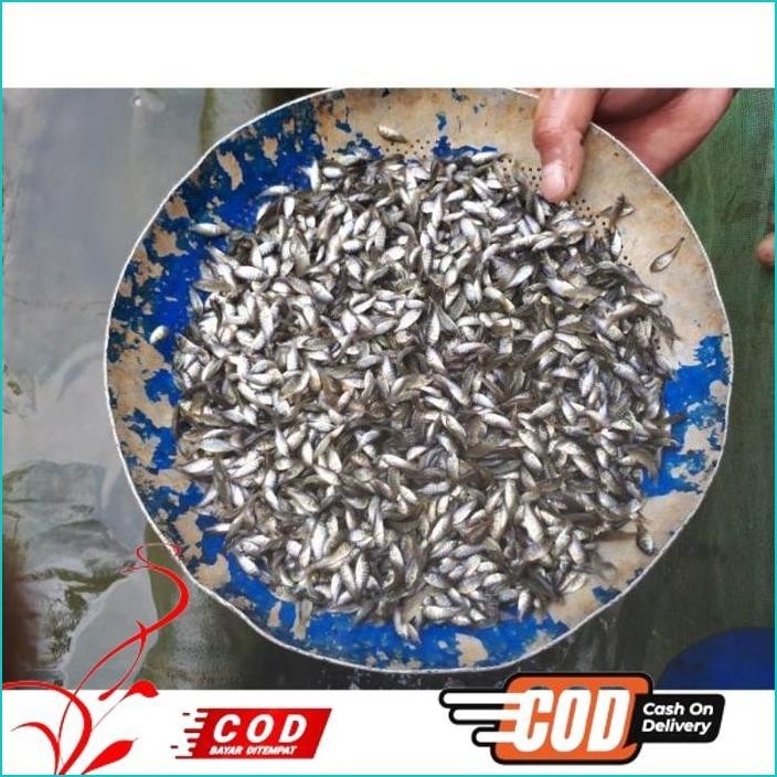 

BISMILLAH IKAN NILA HITAM NIRWANA UKURAN 2-3 CM / PAKET / 200 EKOR ALISUP