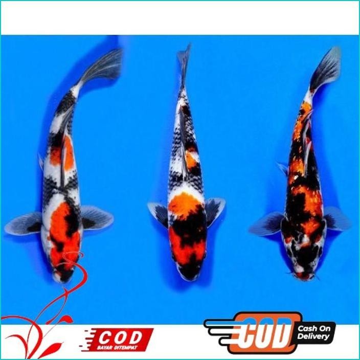 

BISMILLAH PAKET 3 EKOR KOI SHOWA BERKUALITAS ALISUP