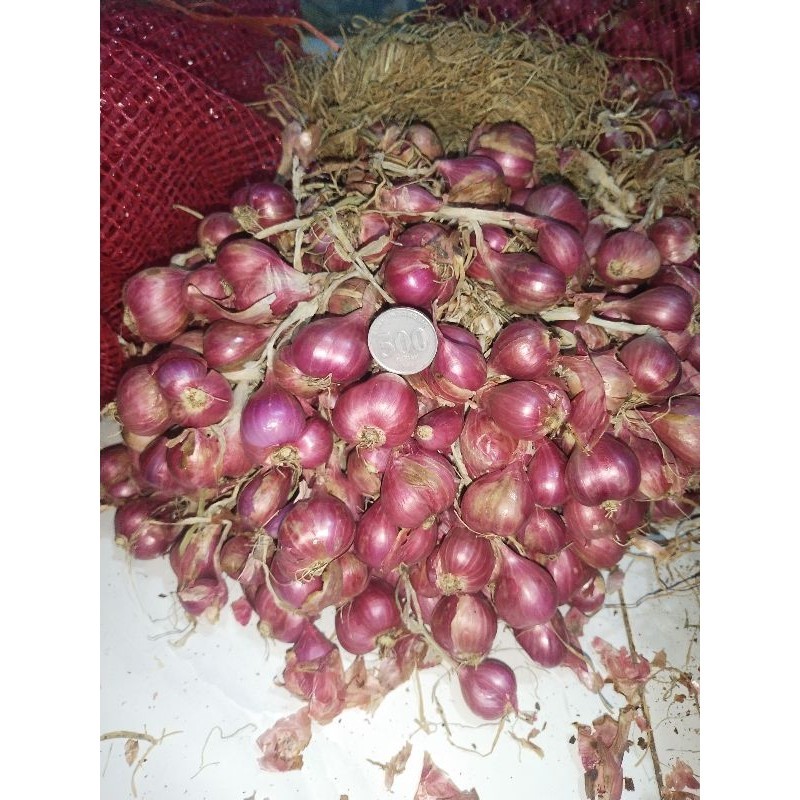 

bawangmerahprobolinggo