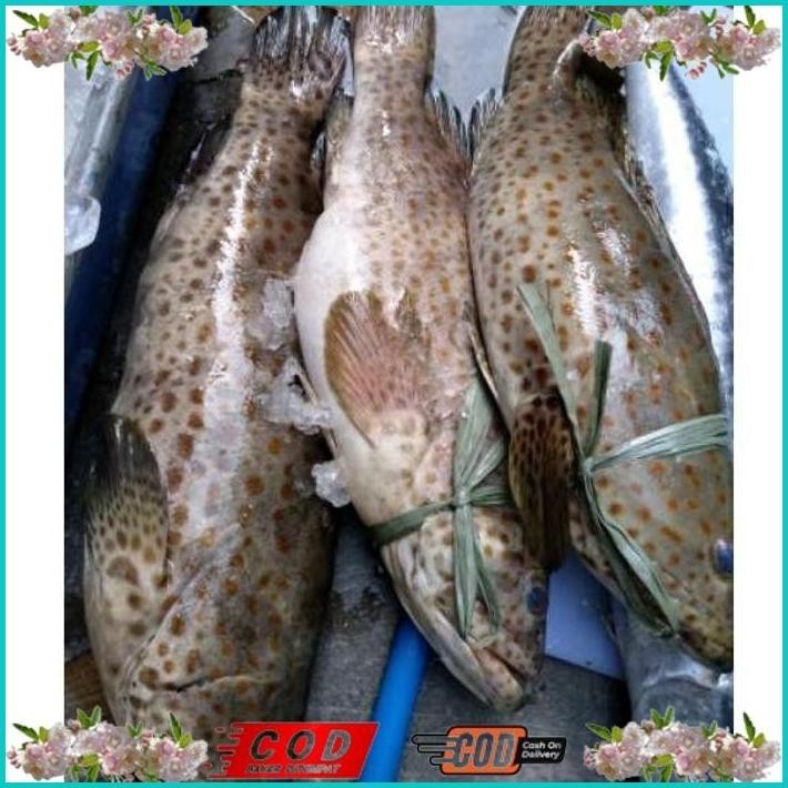 

BISMILLAH IKAN KERAPU SUPER/IKAN KERAPU BESAR SEGAR / IKAN LAUT SEGAR 1 KG ALISUP