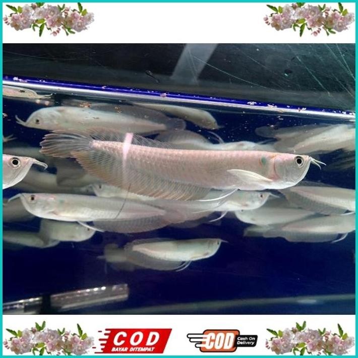 BISMILLAH HIASAN AQUARIUM ARWANA SILVER RED/ARWANA SILVER SERAT MERAH UKURAN 15-16CM MULUS FULL GARA