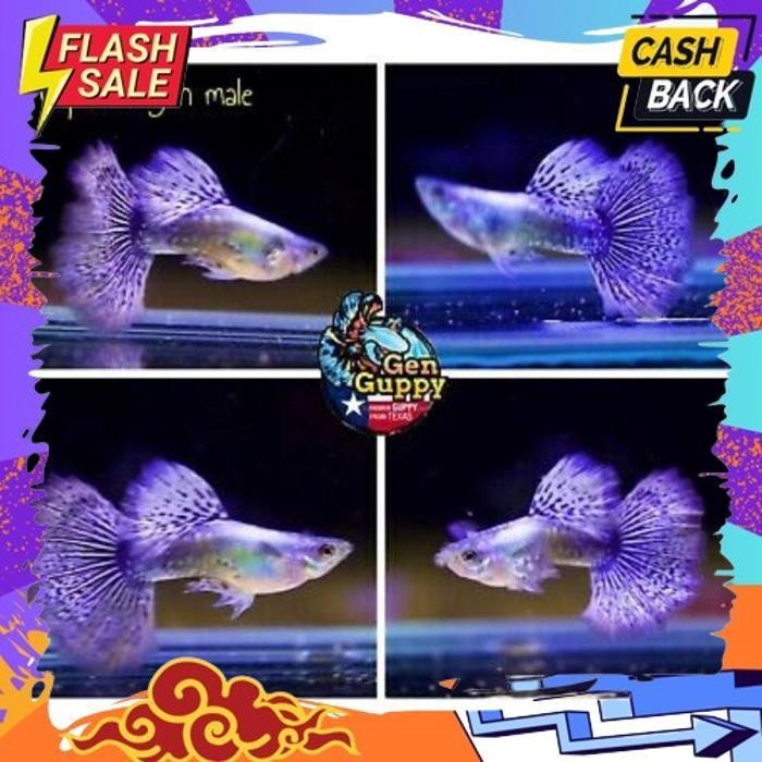 TREND IKAN GUPPY PURPLE DRAGON INSTAN/SAMDAY ALISUP