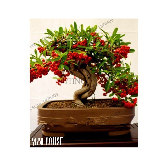 BIJI BIBIT BENIH BONSAI KOPI IMPORT