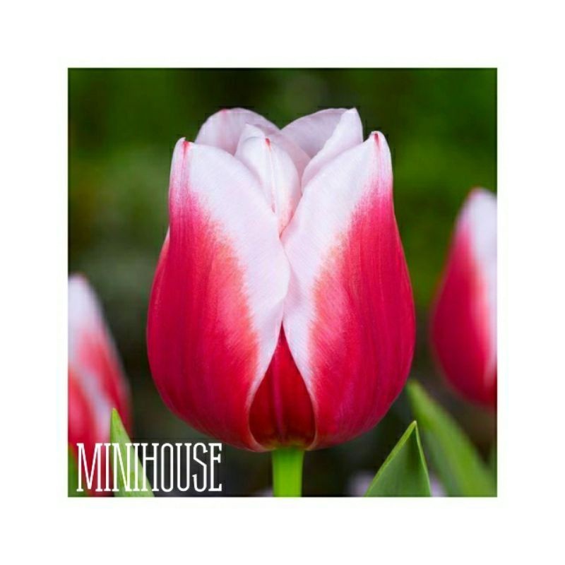 BENIH BIBIT BIJI BUNGA TULIP MERAH PUTIH