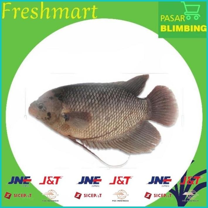 

BISMILLAH ANEKA IKAN SEGAR 1KG [PASAR BLIMBING MALANG] ALISUP