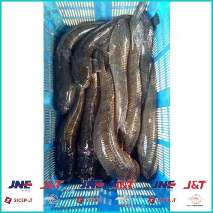 

BISMILLAH IKAN GABUS/KUTUK HIDUP( READY SETIAP HARI ) BISA COD ALISUP