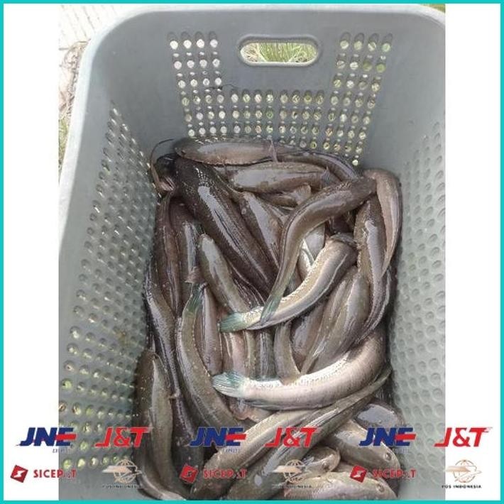 

BISMILLAH IKAN GABUS SEDANG ALISUP