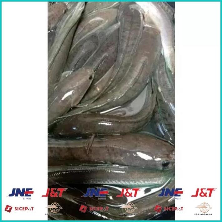 

BISMILLAH IKAN GABUS / IKAN KUTUK HIDUP SEGAR (READY SETIAP HARI) ALISUP