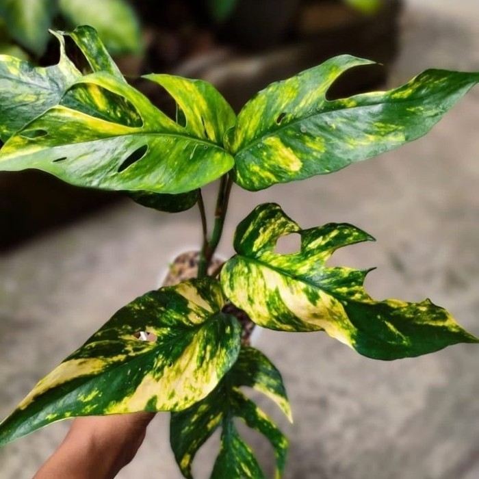 Tanaman Hias Monstera Epipremnum Kujang