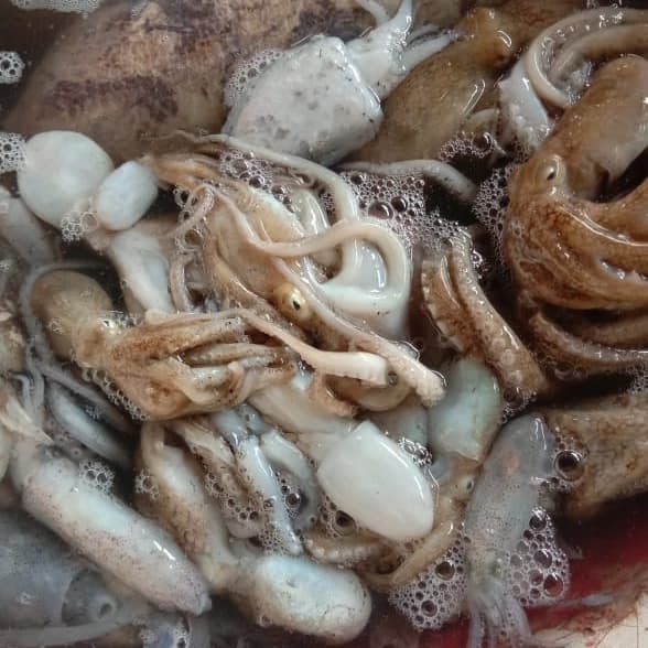 Baby octopus / baby gurita frozen