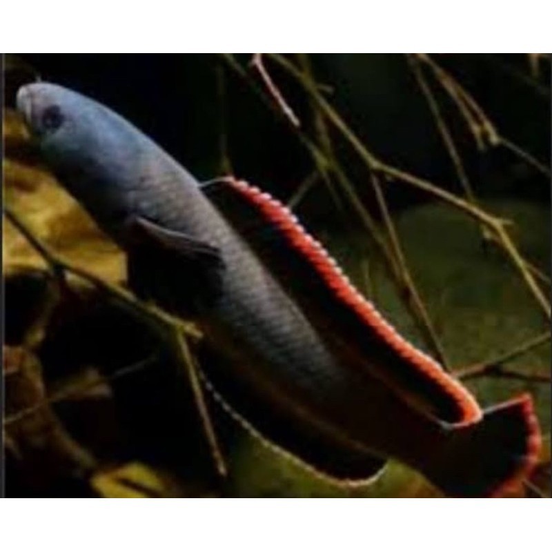 JUMBOAN LIMBATA WC LAWU