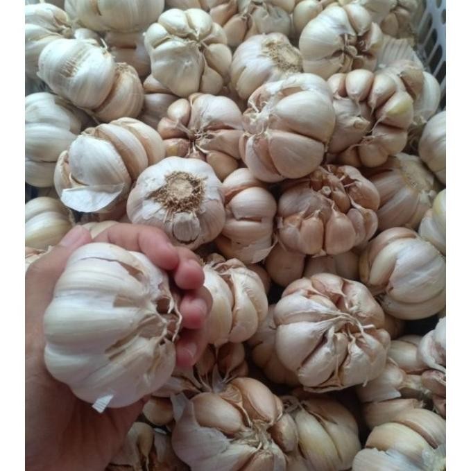 

ew-98 Bawang putih Sinco 1kg Terlaris