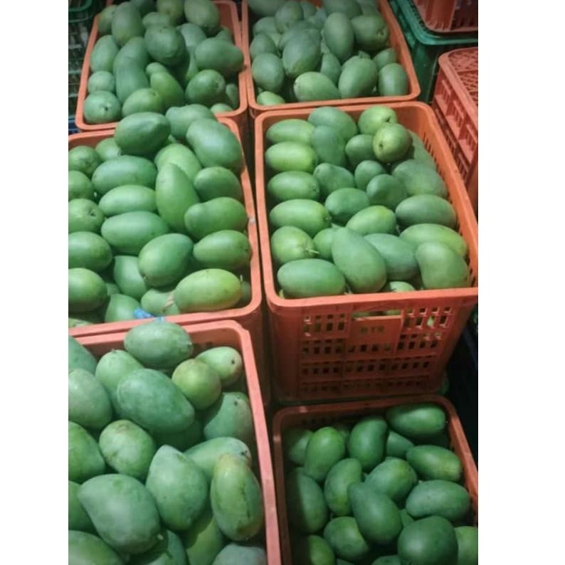 

we-53 [BISA INSTAN] BUAH FRESH - MANGGA HARUM MANIS/GADUNG 1 KG ISI 3-4 BUAH Murah