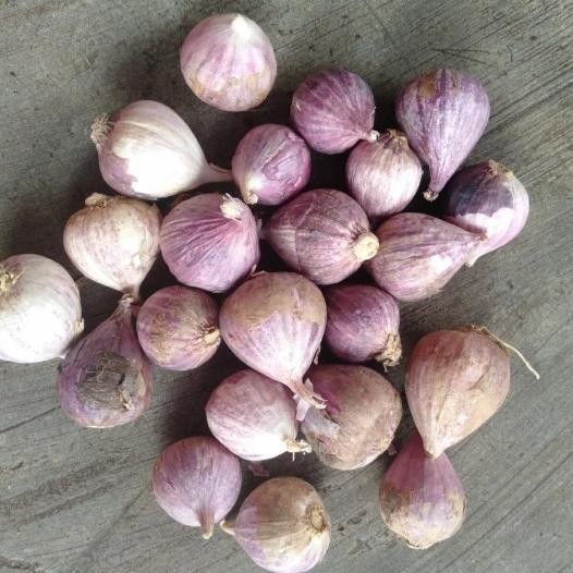 

Bawang Putih Tunggal/Lanang 1 Kg - Kecil