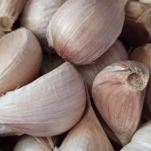 

Bawang Putih Kating 1Kg