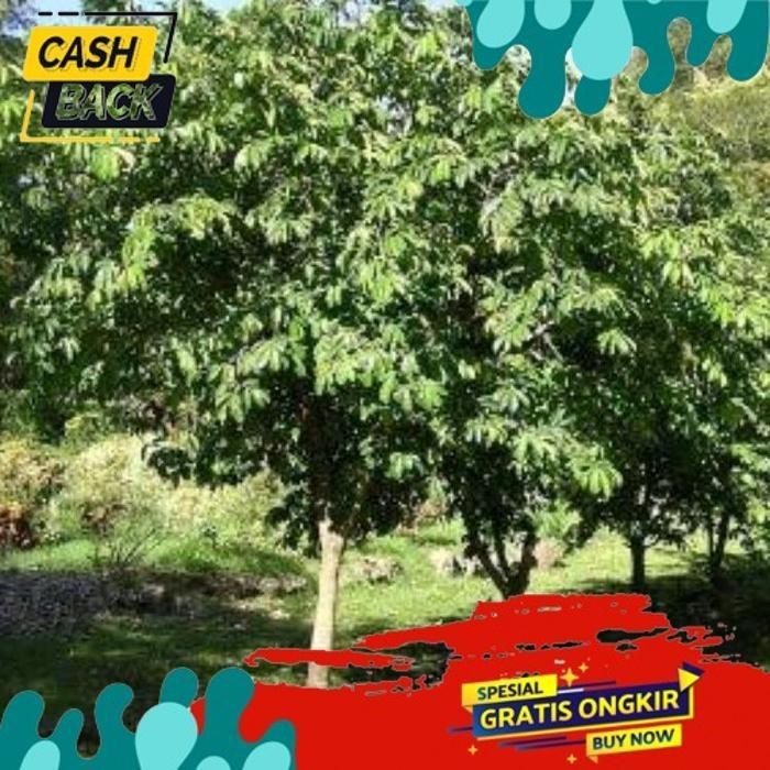 

TREND DAUN SIRSAK HERBAL SEGAR HIJAU NON KIMIA 100LEMBAR LANGSUNG DI PETIK