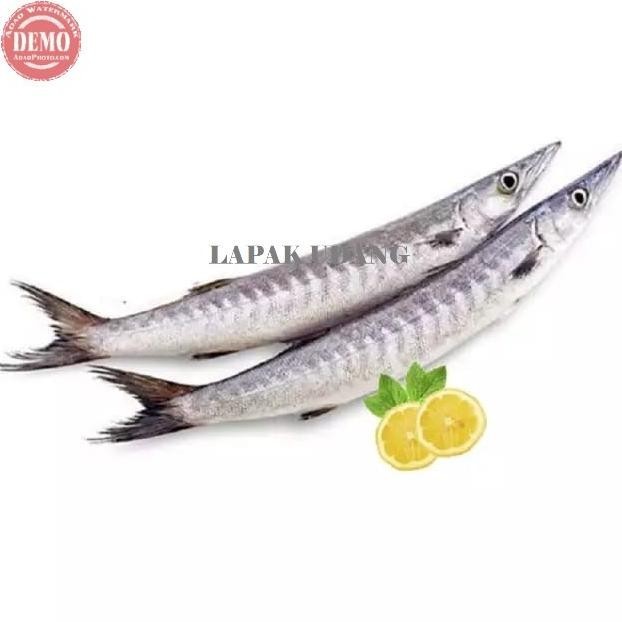 

Ikan Barakuda Alu Alu Segar Ikan Segar Fresh Dan Bergaransi