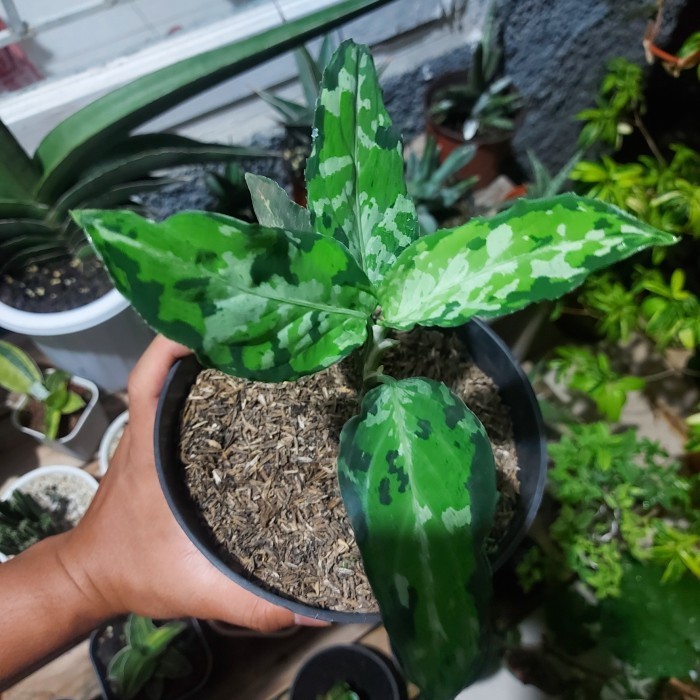 Aglonema Pictum Tricolor