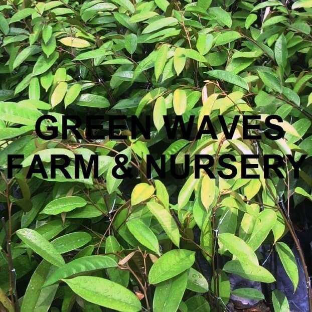 Bibit Durian Ochee/Duri Hitam/Black Thorn (D200) 60 Cm - 80 Cm