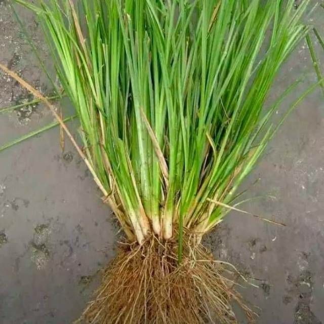 Benih Rumput Vetiver 1Kg/Biji Rumput Vetiver