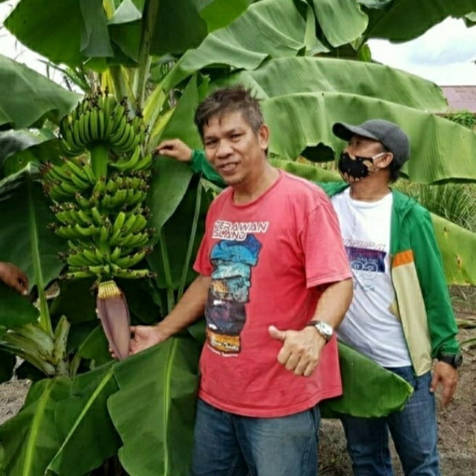 Bibit Pisang Cavendish Sunpride Paket 5 Pohon